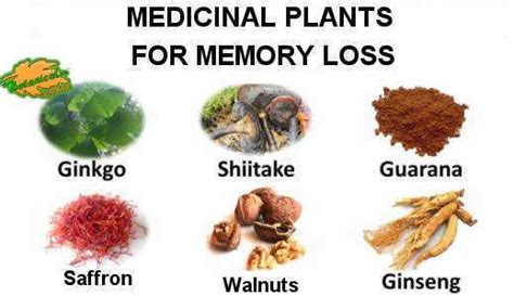 Here, we look at the evidence for some of the best brain foods. Medicinal plants for memory loss - Botanical online