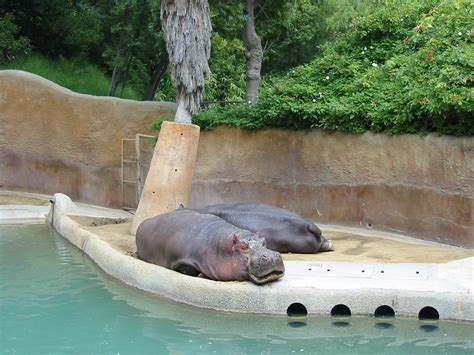 Los Angeles Zoo 2003 Hippopotamus Exhibit Zoochat