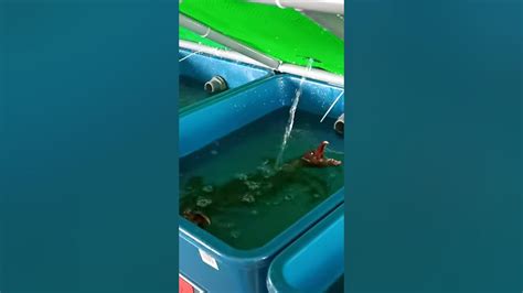 Mud Crab Farm In Malaysia To Visit Our General Manager Youtube