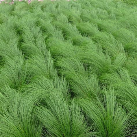 Mexican Feather Grass Covingtons