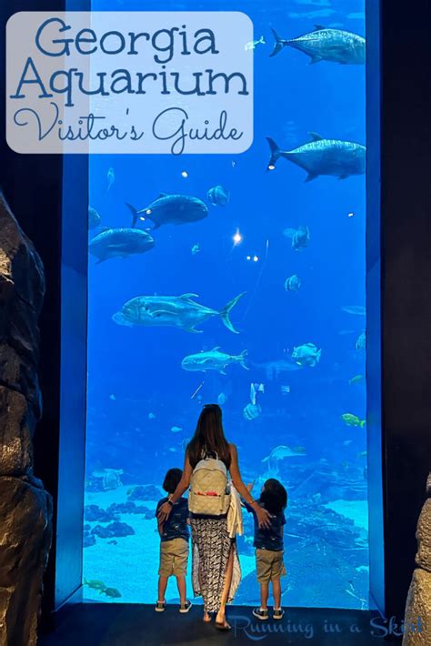Georgia Aquarium Real Photos Reviews Running In A Skirt
