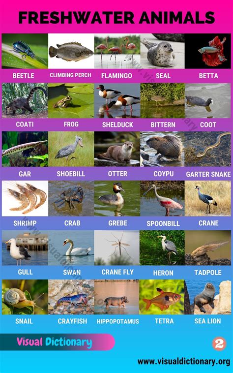 Freshwater Animals: 60 Best Animals that Live in Freshwater Habitats