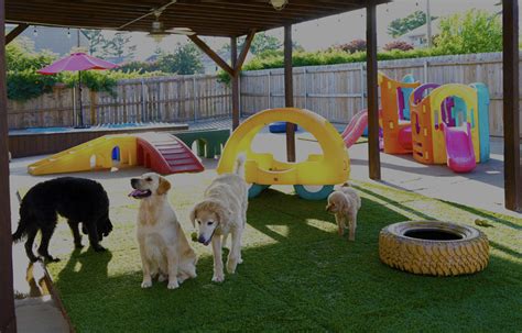 #1 Doggie Daycare & Pet Resort in Little Rock, AR | Premium Doggy