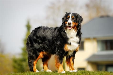 7 Dog Breeds That Are Great For Anxiety Doggie District Az