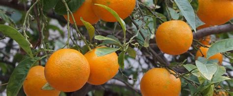 Bei diesem weitläufig angelegten areal handelt es sich um den größten botanischen garten europas. Botanischer Garten in Sóller - Mallorquinische Pflanzenwelt