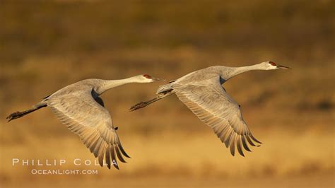 Sandhill Cranes In Flight Grus Canadensis Bosque Del Apache National Wildlife Refuge Socorro