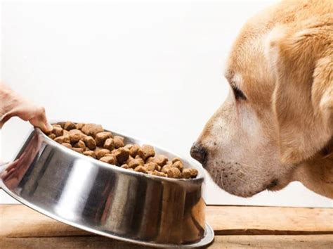 Can Dogs Eat Cat Food A Complete Guide Celestialpets