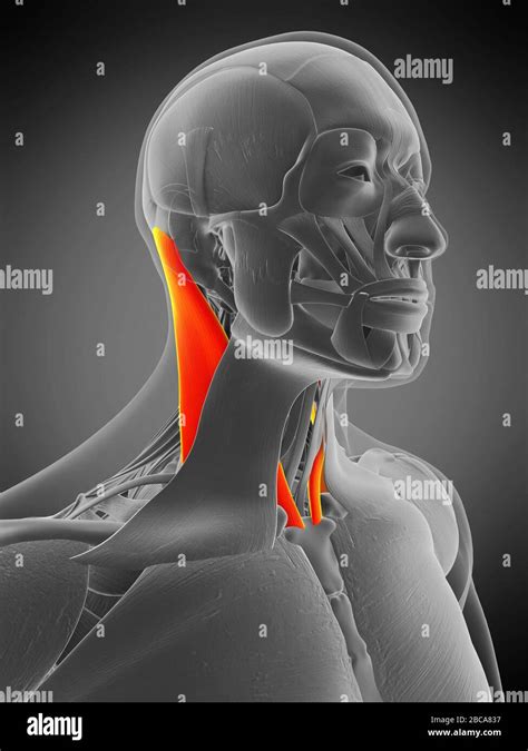 Sternocleidomastoid Hi Res Stock Photography And Images Alamy