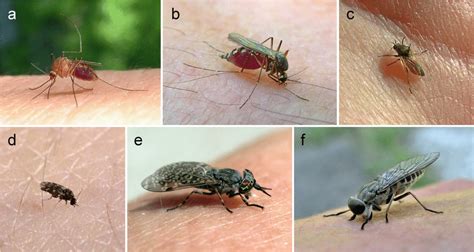 Central European Blood Feeding Insects A Culex Pipiens Culicidae