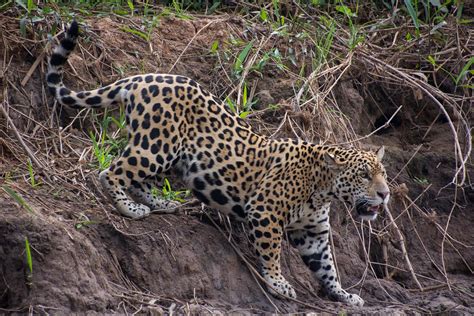 Most auto repair shops charge between $75 and $150 per hour. Jaguar (Young) Descending Bank | This 6-8mth old jaguar ...