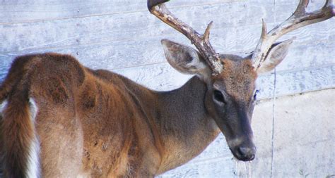 Some Soil Compounds May Fight The Spread Of Chronic Wasting Disease