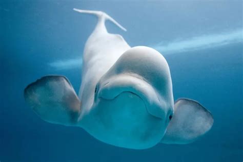 Diy Frame Cute Beluga Whale Smiling Natural Animal Poster Fabric Silk