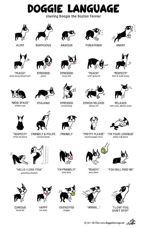 Canine Body Language A Lesson In Understanding Your Labrador