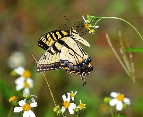 Eastern Tiger Swallowtail Butterfly Photograph By Roy Erickson Pixels