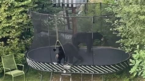 Video In A Close Encounter Incident 2 Black Bears Turn Childrens