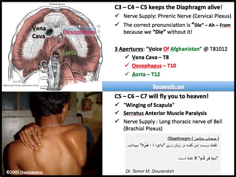 Diaphragm Pathology