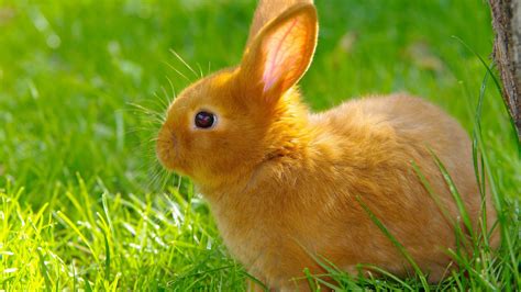 Find & download free graphic resources for wallpaper pattern. Cutest Rabbit Wallpaper | HD Wallpapers