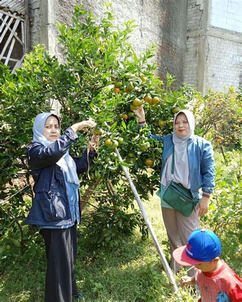 Kolam renang kebon agung jember. Wisata Garut Petik Jeruk Terbaru dan Terpopuler | Gerai News