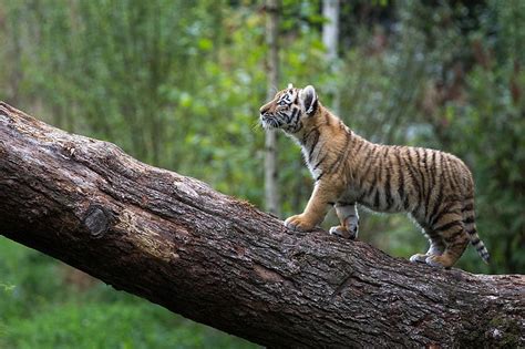 Hd Wallpaper Tiger Tree Cub Walking Baby Forest Predator Wild