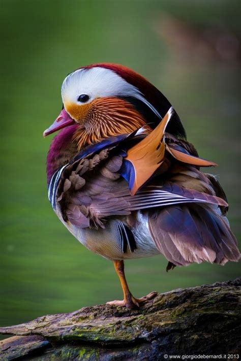 Rich Color In Birds Photography Blog