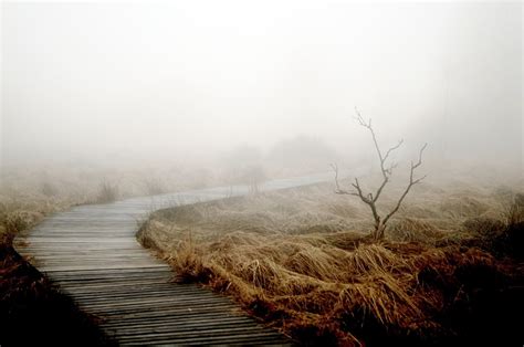 Fog Autumn Nature · Free Photo On Pixabay