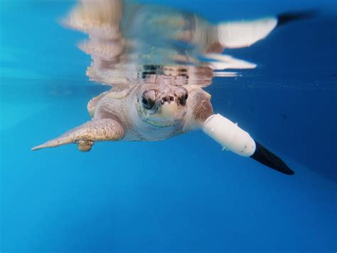 Sea Turtle Is Swimming Again With Thailands First Prosthetic Flipper