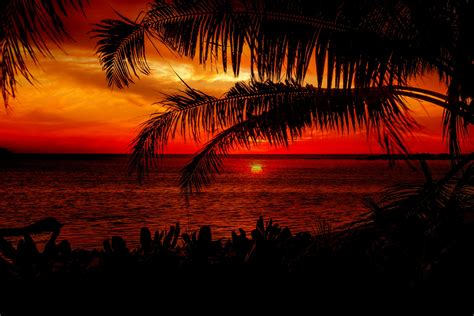Sunset Beach Palm Trees Free Stock Photo Public Domain