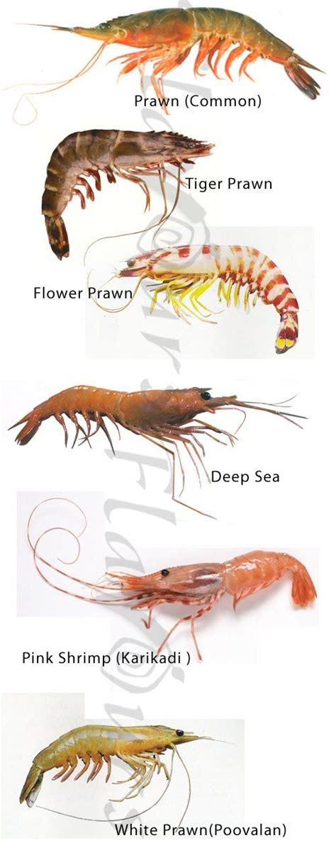 Prawns Shrimps Also Called Eti Sea Fish Over Fish Fish Information