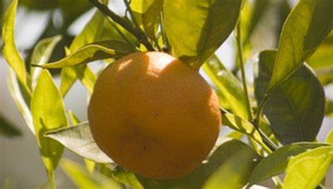 How to Grow Clementine Orange Trees | Garden Guides