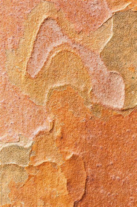 "Stewartia Bark Patterns" by Stocksy Contributor "Mark Windom" - Stocksy