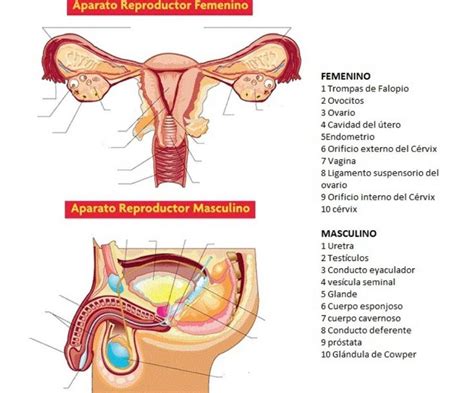 Aparato Reproductor Masculino Y Femenino Ficha Interactiva Y