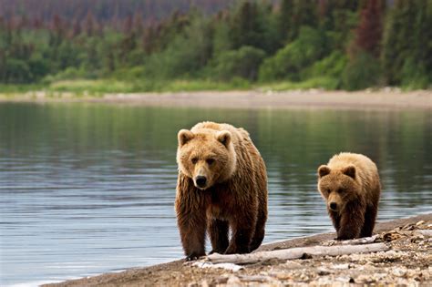 Alaska Bear Watching Tours Discover The World