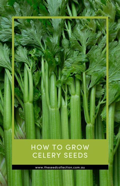 How To Grow Celery Seeds Artofit