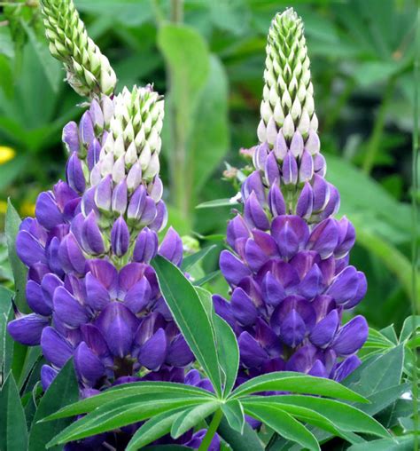 How To Grow Lupin Growing Lupine Flowers Lupin Plant Care Naturebring
