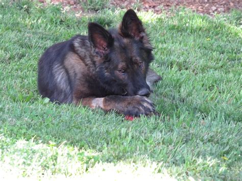 We have top quality german shepherd puppies out of titled importet parents. German Shepherd Puppies For Sale In Missouri - CENTURY ...