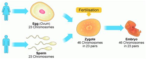 The Sexual Reproduction Is A Source Of Genetic Variations Science Online