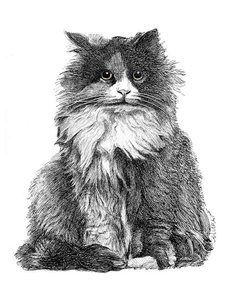 Calicos are the traditional patched cats with a combination of. Persian the cat Drawing by Alexander Potekhin