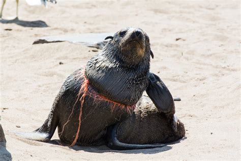 How Plastic Pollution Affects Marine Life