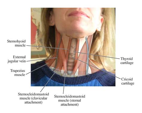 Useful Notes On The Internal Jugular Vein Of Human Neck Human Anatomy