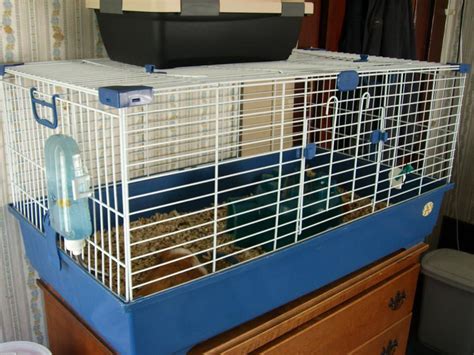 The 7 Best Guinea Pig Cages Of 2020