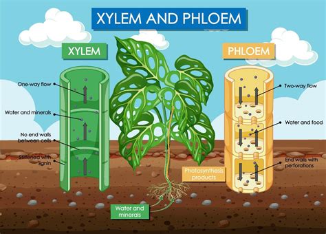 Diagram Showing Xylem And Phloem Plant 6611253 Vector Art At Vecteezy