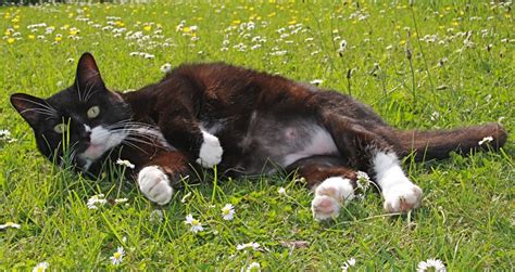 Parasites that bring about mange, and fungal issues like ringworm, are also common causes of cat alopecia, especially in younger cats or those with other health issues. OVERGROOMING AND SKIN ALLERGIES IN CATS - Celia Haddon