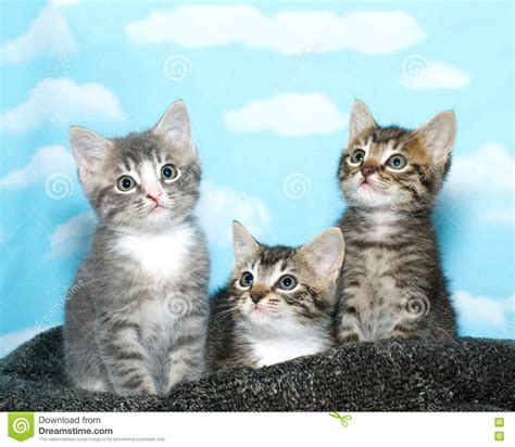 Three Tabby Cats On Hind Legs Begging For Food Royalty Free Stock