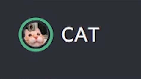 Discord Cat Meowing For A Few Minutes Youtube
