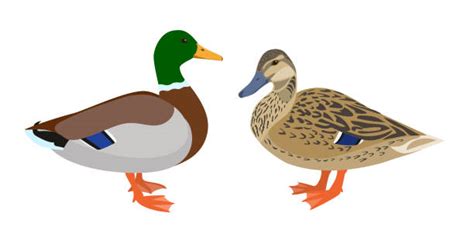 Mallard Duck Illustrations Royalty Free Vector Graphics