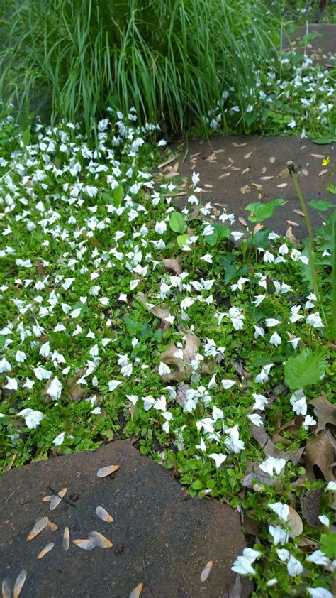 Spring 2015 Best Little Perenial White Flowering Ground Cover Ever