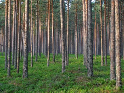 Filepine Forest In Estonia