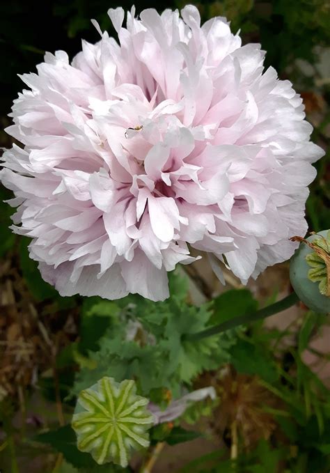 Better germination for growing any seed flower, vegetable or tree. LIGHT PINK PEONY POPPY (Papaver paeoniflorum) - Seeds Of ...