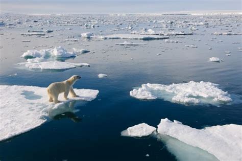 Top 10 Facts About Polar Bears Wwf