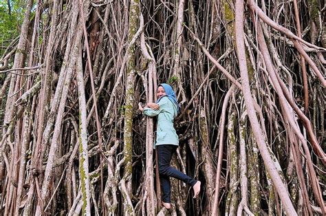 Panduan Lengkap Wisata Kebun Raya Bogor Jawa Barat
